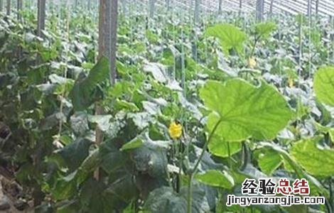 大棚黄瓜春季管理技术与管理 大棚黄瓜春季管理技术