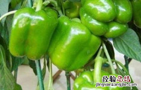 甜椒落花落果的原因 甜椒落花落果的原因