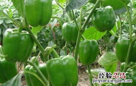 甜椒落花落果的原因 甜椒落花落果的原因