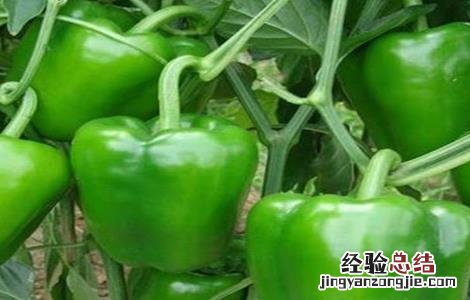 甜椒落花落果的原因 甜椒落花落果的原因