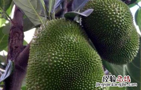 榴莲种植技术书籍 榴莲种植技术