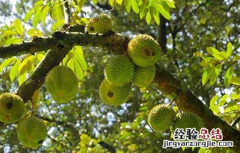 榴莲种植技术书籍 榴莲种植技术