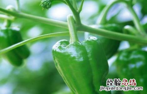 甜椒采摘前如何管理 甜椒采摘前如何管理浇水