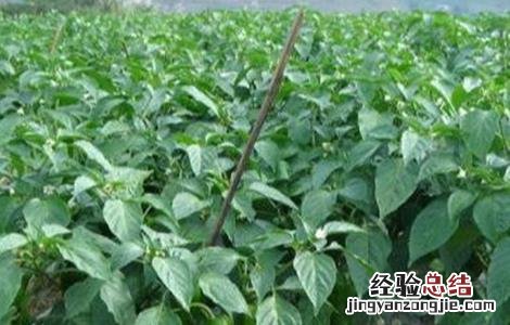 甜椒采摘前如何管理 甜椒采摘前如何管理浇水