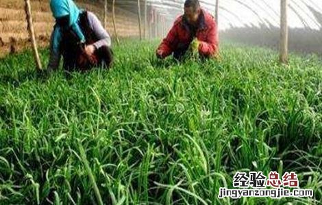 冬季大棚韭菜管理方法 早春温室韭菜收割注意事项