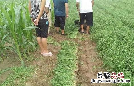 冬季大棚韭菜管理方法 早春温室韭菜收割注意事项