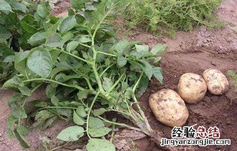 土豆不长秧子结土豆怎么回事 土豆只长秧不结薯预防和补救措施