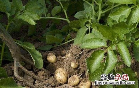 土豆不长秧子结土豆怎么回事 土豆只长秧不结薯预防和补救措施