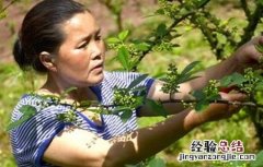花椒树夏季如何修剪 夏季花椒树怎样修剪