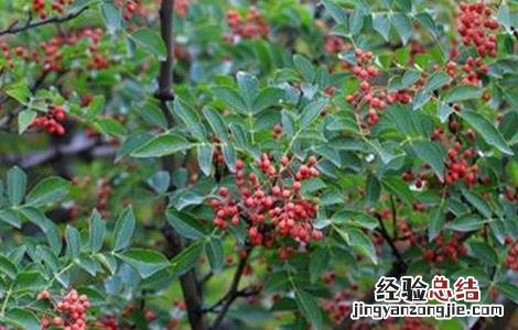 花椒科学培育技巧有哪些 花椒科学培育技巧