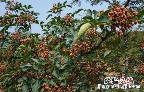 花椒科学培育技巧有哪些 花椒科学培育技巧