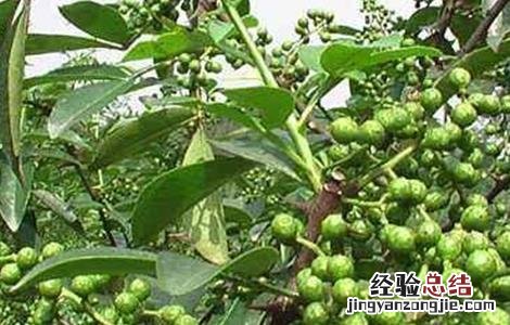 花椒科学培育技巧有哪些 花椒科学培育技巧