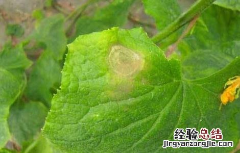 黄瓜烂尖原因及防治方法 黄瓜烂尖原因及防治方法视频
