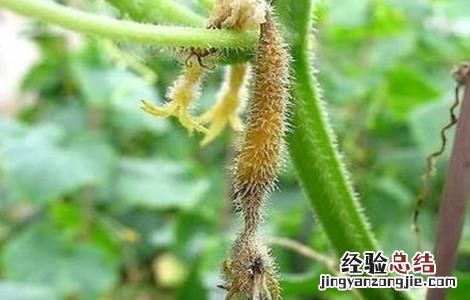 黄瓜烂尖原因及防治方法 黄瓜烂尖原因及防治方法视频