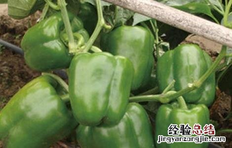 甜椒坐果期怎么管理视频 甜椒坐果期怎么管理