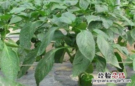 甜椒坐果期怎么管理视频 甜椒坐果期怎么管理