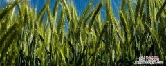 小麦发芽过程 小麦发芽过程示意图