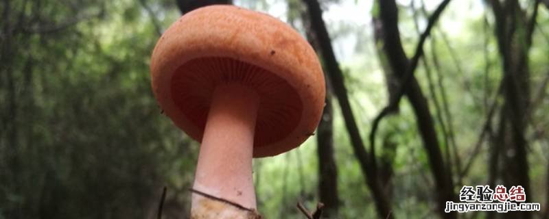 枞菌可以晒干保存吗 丛菌怎么保存到过年吃