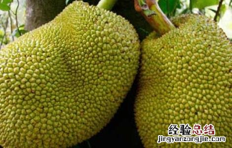 榴莲産地在哪里 海南榴莲産地在哪里