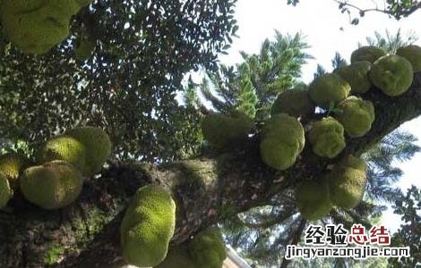 榴莲産地在哪里 海南榴莲産地在哪里