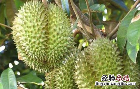 榴莲産地在哪里 海南榴莲産地在哪里