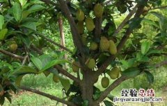 榴莲産地在哪里 海南榴莲産地在哪里