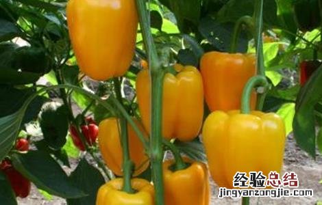 甜椒种植管理技术 甜椒种植与管理技术