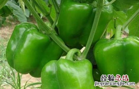 甜椒种植管理技术 甜椒种植与管理技术