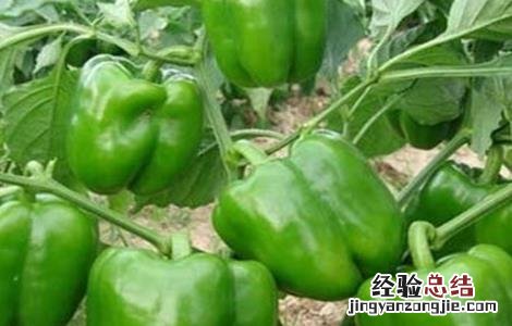 甜椒种植管理技术 甜椒种植与管理技术