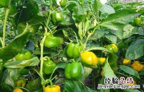 甜椒种植管理技术 甜椒种植与管理技术
