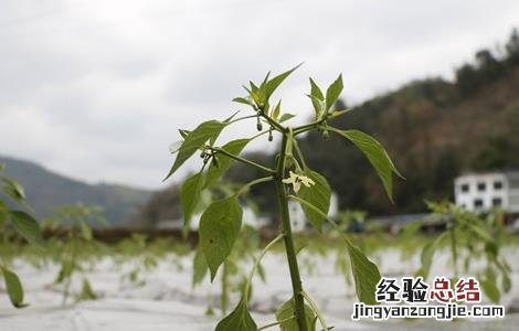 辣椒生长不良用什么来调节 早春辣椒生长不良原因及缓解措施