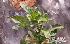 辣椒生长不良用什么来调节 早春辣椒生长不良原因及缓解措施