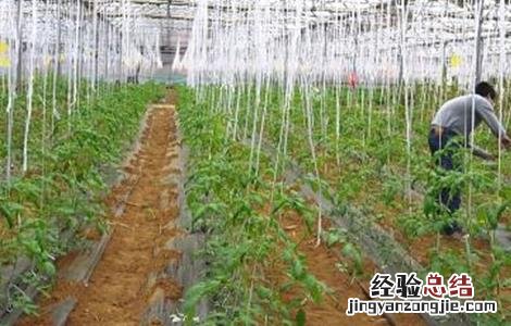 番茄种植土肥水管理技术 番茄种植土肥水管理技术视频