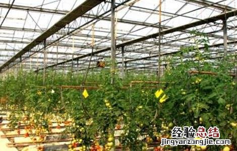 番茄种植土肥水管理技术 番茄种植土肥水管理技术视频