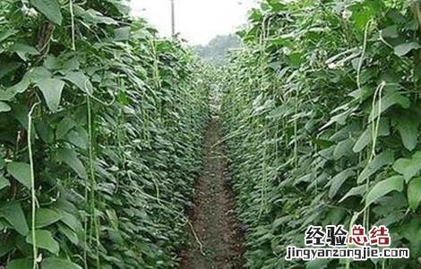 番茄套种豆角种植技术 番茄与豆角的套种方案