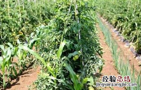 番茄套种豆角种植技术 番茄与豆角的套种方案