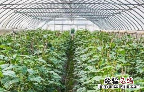番茄套种豆角种植技术 番茄与豆角的套种方案