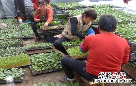 辣椒嫁接后怎么管理 辣椒嫁接后怎么管理视频