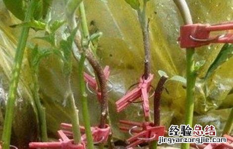 辣椒嫁接后怎么管理 辣椒嫁接后怎么管理视频