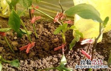 辣椒嫁接后怎么管理 辣椒嫁接后怎么管理视频