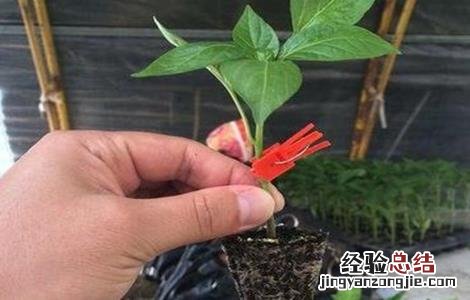 辣椒嫁接后怎么管理 辣椒嫁接后怎么管理视频
