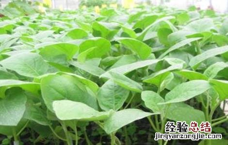 辣椒的嫁接方法 辣椒嫁接方法图解