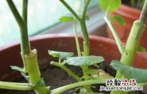 辣椒的嫁接方法 辣椒嫁接方法图解