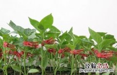 辣椒的嫁接方法 辣椒嫁接方法图解