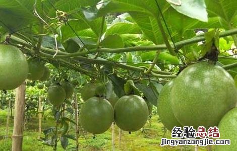 百香果产地在哪里 百香果产地在哪里,什么季节最好吃