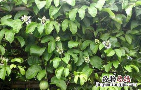 百香果产地在哪里 百香果产地在哪里,什么季节最好吃