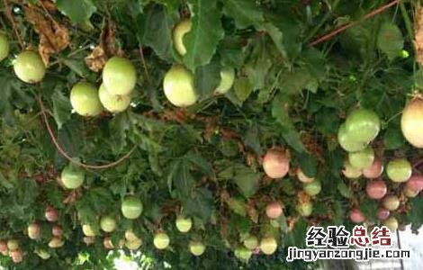 百香果产地在哪里 百香果产地在哪里,什么季节最好吃