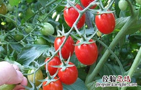 番茄套种注意事项图片 番茄套种注意事项
