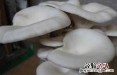 平菇幼菇死亡原因及防治方法 幼菇大量死亡的原因