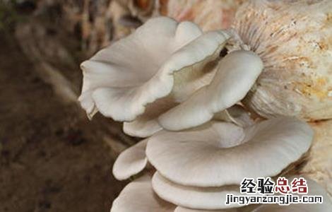 平菇幼菇死亡原因及防治方法 幼菇大量死亡的原因